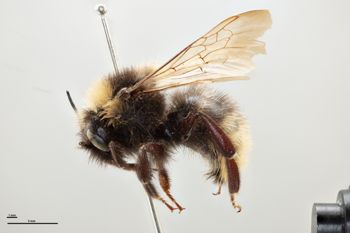 Media type: image;   Entomology 804630 Aspect: habitus lateral view
